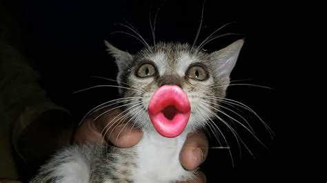 kitten meow funny meowing kitten with lovely lips youtube