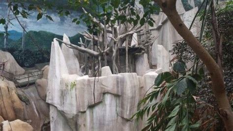 Ape Habitat At Brookfield Zoo In Chicago Brookfield Zoo Magnificent