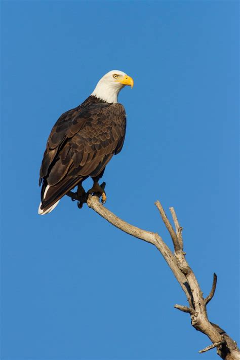 Adult Bald Eagle Sacramento National Wildlife Refuge