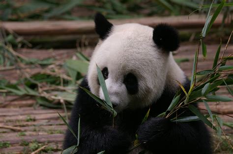 Free Stock Photo Of China Animal Wildlife Panda Eating Bamboo Shoots