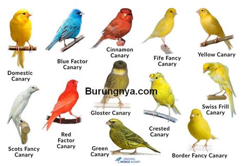 Selain itu, timbang rasa yang kita berikan kepada orang yang mendengar pertuturan kita seperti bahasa yang kita gunakan untuk menolak permintaan seseorang. 25 Jenis Burung Kenari Berdasarkan Bentuk, Warna, dan ...