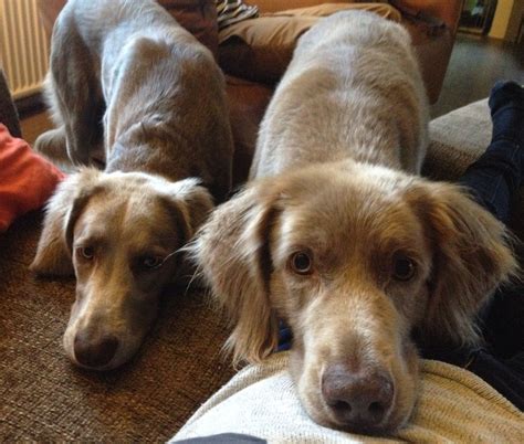 There is a long, silky haired variety with an undocked tail which is recognized by some standards, but not in north america. Hungry! Weimaraner long-haired | Weimaraner, Dog love, Dog cat
