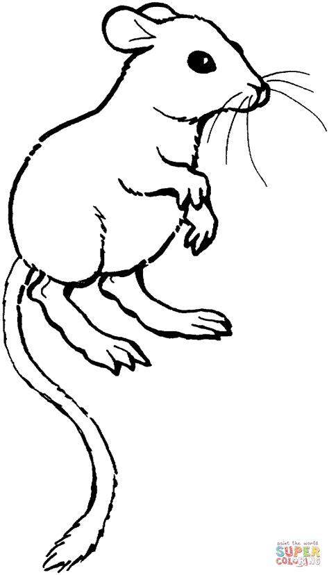 Kangaroo Rat coloring page | Free Printable Coloring Pages