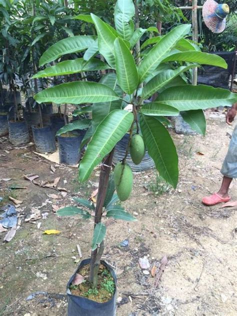 Itulah beberapa tahapan dalam menanam durian yang baik dan benar. Cara Tanam Pokok Mangga Dalam Pasu & Petua Lebatkan ...