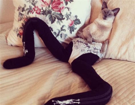 Cats Wearing Tights Is Your New Favorite Thing On The Internet E News