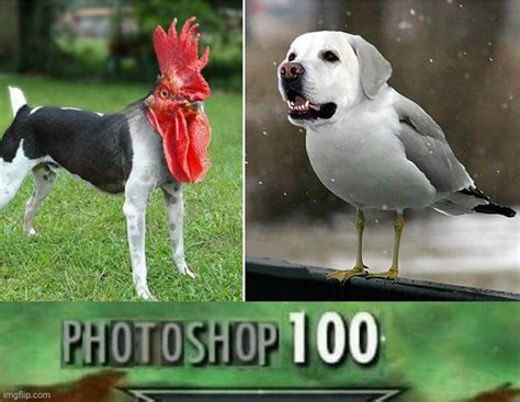 Dog And Bird Photoshopped Imgflip