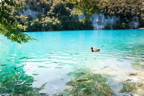 Spectacular View Of Crystal Clear Water With Fish In Croatia Stock