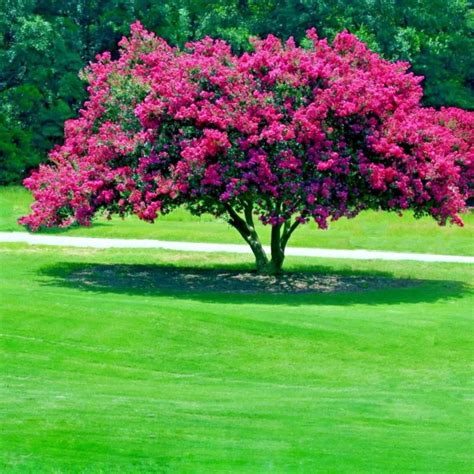 Crape Myrtle Tree Seeds Crepe Lagerstroemia Indica Fast Lilac Flower