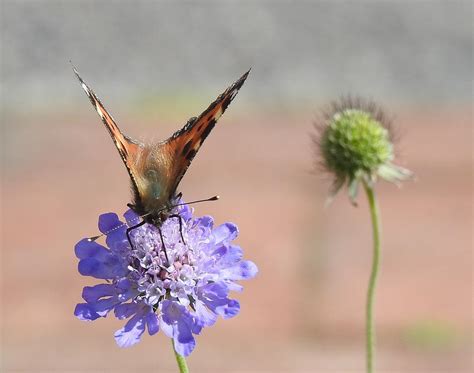 Butterfly And A Purple Flower Photograph By Natalie Hardwicke Fine