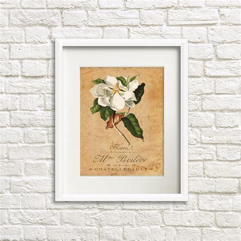 Magnolia Fluera French Country Art Prints French Botanical