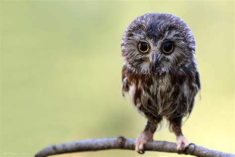 Owl Funny And Cute Bird Funny And Cute Animals