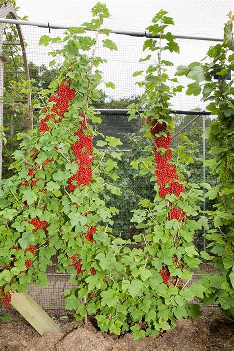 Growing cordon fruit trees is the most simple and popular way of training fruit trees to create a traditional tree with a clear stem and a well formed crown. Blog : Pomona Fruits, Buy Fruit Trees, Soft Fruit Bushes ...