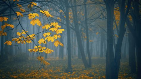 Wallpaper Id 4710 Forest Fog Autumn Trees Leaves 4k Free Download