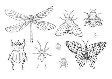 Premium Vector Set Of Hand Drawn Insects Isolated On White Background