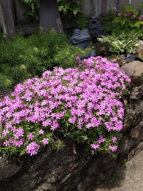 9 Best Mountain Pinks Images On Pinterest Beautiful Gardens Creeping