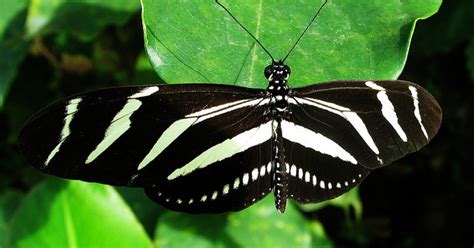 Zebra Butterfly Wgcu Pbs And Npr For Southwest Florida