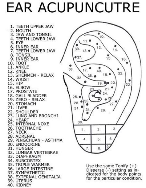 Pin By Juana Banda Puente On Auriculoterapia Ear Acupressure Points