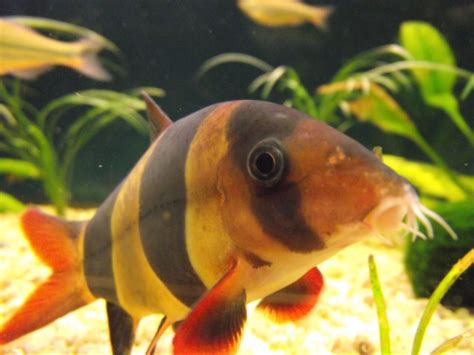 Clown Loach The Colorful Schooling Fish For Your Aquarium Badmans