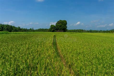 Green Yellow Rice With Blue Sky In The Agricultural Sector In Bengkulu