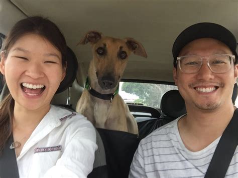 Making greyhound adoption a real option. Greyhound Adoption Program | Meet Pancho The Greyhound ...
