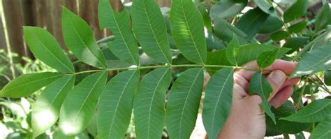 Download tree leaf stock vectors. Pecan Tree Leaves | The Tree Center™