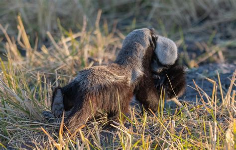 Honey Badger Carrying Young Moremi Game Reserve Botswana Flickr