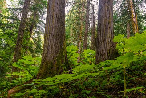 440 Giant Cedar Trees British Columbia Stock Photos Pictures
