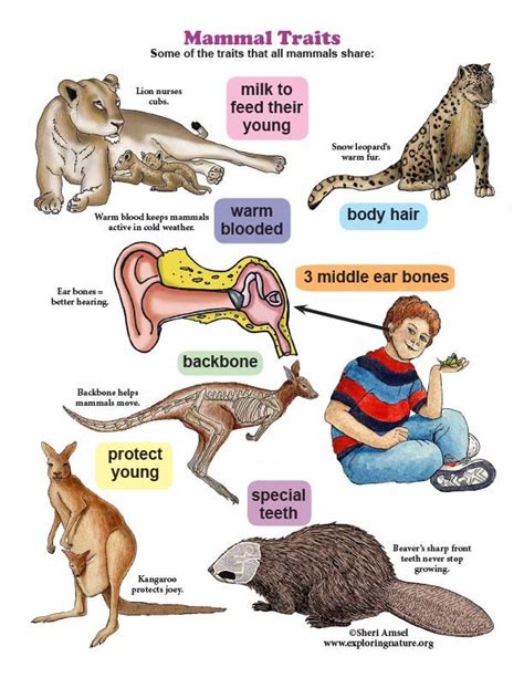 Mammals For Kids Pets Lovers