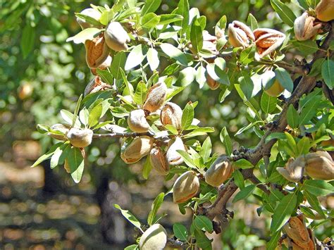 #almond shot hole disease caused by wilsonomyces carpophilus. Blue Diamond Almonds - California Almond Harvest Report