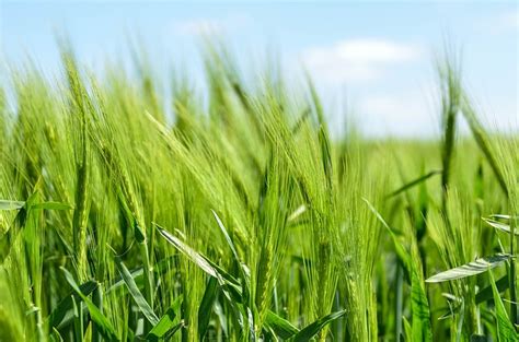 Organic farming pros and cons - Essay And Debate