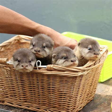 A Box Of Otter Pups Cute Animals Cute Baby Animals Otters Cute