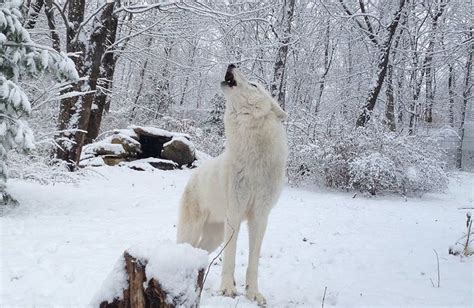 5 Fakta Unik Serigala Arktik Karnivora Yang Hidup Dalam Suhu Tinggi