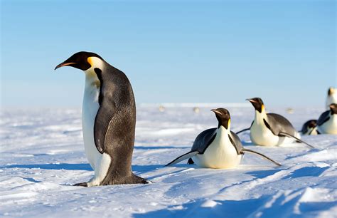 Emperor Penguins Antarctic Logistics And Expeditions