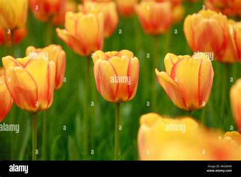 Darwin Tulip Springfield Stock Photo Alamy