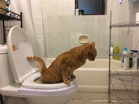Potty Training A Cat On The Toilet Cat Meme Stock Pictures And Photos