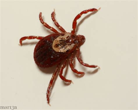 American Dog Tick North American Insects And Spiders