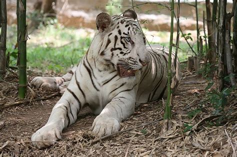 النمر الأبيض White Tiger معلومات عنها طرق العيش الغذاء بيئتها التربية