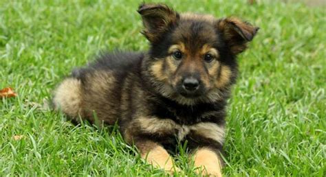 german shepherd mixmeet butch  puppy  adoption