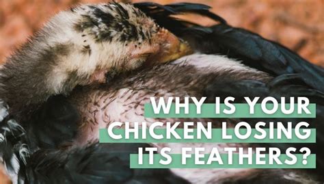 Chicken Losing Feathers 11 Common Causes And Treatment