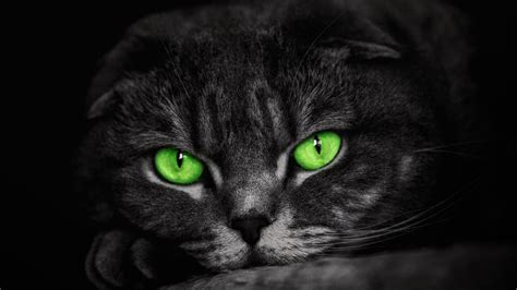 Green Eyed Cat 4k Ultra Hd Wallpaper Background Image 3840x2160