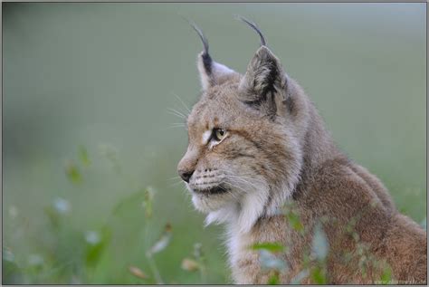 Die Alte Eurasischer Luchs Lynx Lynx