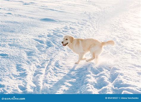 Golden Retriever Is Running In The Snow Stock Image Image Of Canine