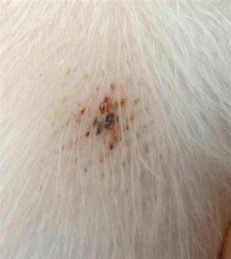 Flea Bites On Dogs Biological Science Picture Directory