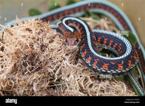 California Red Sided Garter Snake Thamnophis Sirtalis Infernalis Stock