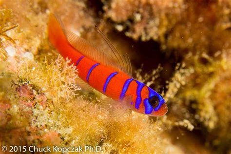 Blue Banded Goby Marine Fishes Of The Gulf Of California · Inaturalist