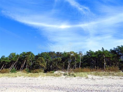 Pine Trees And Clouds Near Baltic Sea Lithuania Stock Photo Image Of