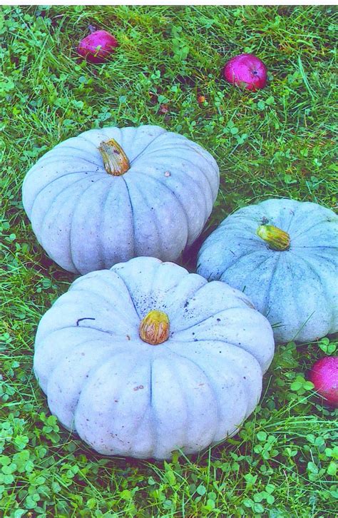 An australian heirloom, jarrahdale heirloom pumpkins have fruit that are light blue, deeply ribbed and shaped like the cinderella pumpkins. Jarrahdale Squash (100 Days) | Pumpkin varieties, Pumpkin ...