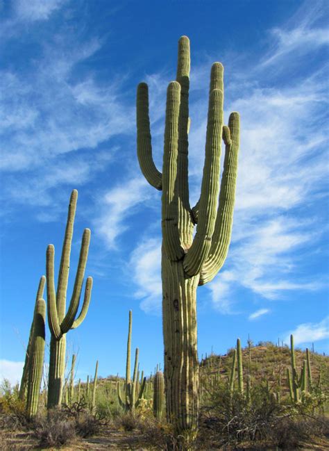 Secret Lives Of Saguaros Soon To Be Revealed Local News
