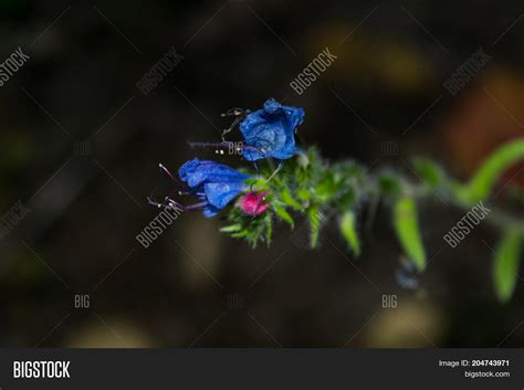 Blue Forest Flowers Image And Photo Free Trial Bigstock