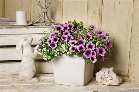 Easy to grow flowers in pots. Easy Plants to Grow in Pots | HGTV
